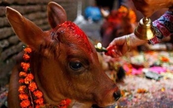 तिहारको चौथो दिन आज गाई, गोरु र गोवर्द्धनकाे पूजा गरिँदै